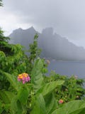 Pleuvoir sur le bora de bora, fleurs dans l'avant photos stock Pleuvoir sur le bora de bora, fleurs dans l'avant photos stock
