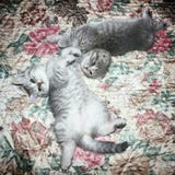 Pli écossais de chats et mensonge droit écossais sur le lit photo libre de droits Pli écossais de chats et mensonge droit écossais sur le lit photo libre de droits