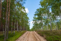 Ploegen-op landweg in bos die als noodsituatieroute dienen voor de gezagsdiensten in het geval van brand polen europa royalty-vrije stock afbeeldingen Ploegen-op landweg in bos die als noodsituatieroute dienen voor de gezagsdiensten in het geval van brand polen europa royalty-vrije stock afbeeldingen