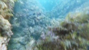 Plong?e sous-marine naviguante au schnorchel avec des poissons et des m?duses et des algues en mer clips vidéos Plong?e sous-marine naviguante au schnorchel avec des poissons et des m?duses et des algues en mer clips vidéos