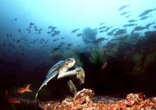Plongée dans les îles de Galapagos Plongée dans les îles de Galapagos