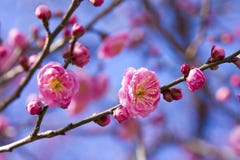 Plum Blossom Pink Flower Plum Blossom Pink Flower