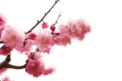 Plum Branch With Flowers Royalty Free Stock Photo Plum Branch With Flowers Royalty Free Stock Photo