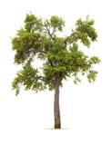 Plum tree isolated