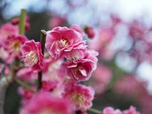 Plum Ume japonesa en la floración foto de archivo libre de regalías Plum Ume japonesa en la floración foto de archivo libre de regalías