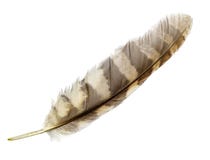 Pluma Pluma