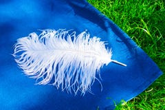 Pluma de la avestruz en un fondo azul y una hierba verde imágenes de archivo libres de regalías Pluma de la avestruz en un fondo azul y una hierba verde imágenes de archivo libres de regalías