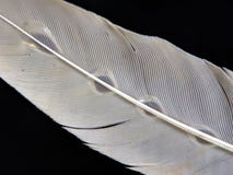 Plume d'un oiseau dans les gouttelettes de l'eau sur un fond foncé images libres de droits Plume d'un oiseau dans les gouttelettes de l'eau sur un fond foncé images libres de droits