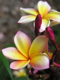 Plumeria Plumeria