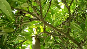 Plumeria Alba Plumeria Alba