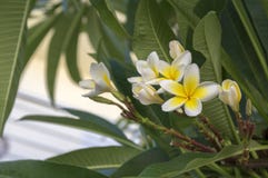 Plumeria alba tropical evergreen shrub flowers in bloom, white yellow flowering plant. Green foliage Stock Image Plumeria alba tropical evergreen shrub flowers in bloom, white yellow flowering plant. Green foliage Stock Image