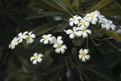 Plumeria albumy w ogródzie zdjęcia royalty free Plumeria albumy w ogródzie zdjęcia royalty free