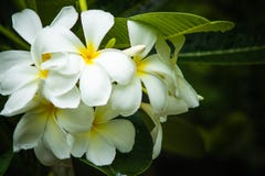 Plumeria blanc, fleurs de frangipani Image libre de droits Plumeria blanc, fleurs de frangipani Image libre de droits