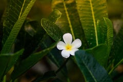 Plumeria royalty free stock photo Plumeria royalty free stock photo