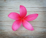 Plumeria kwiat na drewnianej podłoga obrazy royalty free Plumeria kwiat na drewnianej podłoga obrazy royalty free