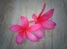 Plumeria kwiat na drewnianym tle zdjęcie royalty free Plumeria kwiat na drewnianym tle zdjęcie royalty free