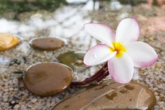 Plumeria Or Frangipani Decorated On Water And Pebble Rock In Zen Royalty Free Stock Photo Plumeria Or Frangipani Decorated On Water And Pebble Rock In Zen Royalty Free Stock Photo