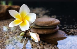 Plumeria Or Frangipani Decorated On Water And Pebble Rock In Zen Stock Image