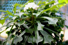 Plumeria pudica, Fiddle leaf plumeria, Golden Arrow Royalty Free Stock Photography Plumeria pudica, Fiddle leaf plumeria, Golden Arrow Royalty Free Stock Photography