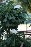 Plumeria pudica, Fiddle leaf plumeria, Golden Arrow Royalty Free Stock Photography Plumeria pudica, Fiddle leaf plumeria, Golden Arrow Royalty Free Stock Photography