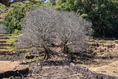 Plumeriablommatr?d p? f?rd?rvar av templet f?r den VatPhou en khmer, Laos arkivbilder Plumeriablommatr?d p? f?rd?rvar av templet f?r den VatPhou en khmer, Laos arkivbilder