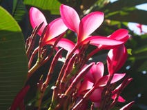 Plumeriafrangipani som tas på Arthur McElhone Reserve, Elizabeth Bay, New South Wales, Australien mars, 2019 royaltyfri bild Plumeriafrangipani som tas på Arthur McElhone Reserve, Elizabeth Bay, New South Wales, Australien mars, 2019 royaltyfri bild