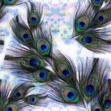 Plumes de paon sur le fond d'aquarelle Fond sans couture photos stock Plumes de paon sur le fond d'aquarelle Fond sans couture photos stock