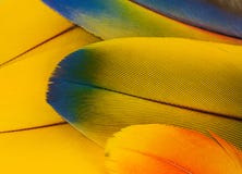Plumes de perroquet d'ara photographie stock Plumes de perroquet d'ara photographie stock