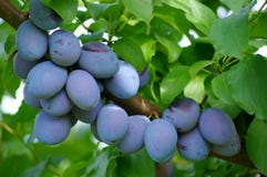 Plums Stock Image