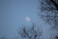 Plus bleue, la lune est embrouillée dans les branches d'un arbre pleine lune contre le ciel bleu et branches noires sans feuilles photographie stock Plus bleue, la lune est embrouillée dans les branches d'un arbre pleine lune contre le ciel bleu et branches noires sans feuilles photographie stock