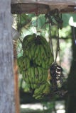 Bananas royalty free stock photos Bananas royalty free stock photos