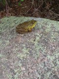 po prostu chillin fotografia royalty free po prostu chillin fotografia royalty free