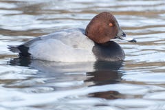 Pochard duck on Southampton Common stock image Pochard duck on Southampton Common stock image
