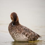Pochard female Aythya ferina on water Royalty Free Stock Image Pochard female Aythya ferina on water Royalty Free Stock Image