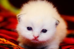 Poco el gatito mullido blanco hace sus primeros pasos Doblez lindo ofendido británicos de la cara fotos de archivo libres de regalías Poco el gatito mullido blanco hace sus primeros pasos Doblez lindo ofendido británicos de la cara fotos de archivo libres de regalías
