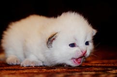 Poco el gatito mullido blanco hace sus primeros pasos El doblez lindo ofendido británicos de la cara el gato, abrió su boca y mau imagen de archivo libre de regalías Poco el gatito mullido blanco hace sus primeros pasos El doblez lindo ofendido británicos de la cara el gato, abrió su boca y mau imagen de archivo libre de regalías