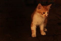 Poco gato guarro en busca de una casa fotografía de archivo Poco gato guarro en busca de una casa fotografía de archivo