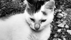 Poco gato lindo está descansando imagen de archivo libre de regalías Poco gato lindo está descansando imagen de archivo libre de regalías
