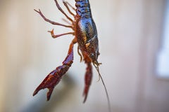 Podnoszący Crawdad od aquaculture centrum obrazy royalty free Podnoszący Crawdad od aquaculture centrum obrazy royalty free