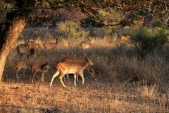 Podróż India: łaciasta jelenia samiec i dzieci w Ranthambore park narodowy Zdjęcia Stock Podróż India: łaciasta jelenia samiec i dzieci w Ranthambore park narodowy Zdjęcia Stock