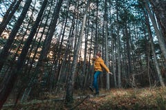 Podróżnik żółta kurtka chodzi przez sosnowego lasu fotografia stock Podróżnik żółta kurtka chodzi przez sosnowego lasu fotografia stock