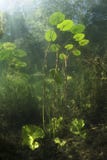 Podwodny Wodnej lelui nuphar lutea zdjęcia stock Podwodny Wodnej lelui nuphar lutea zdjęcia stock