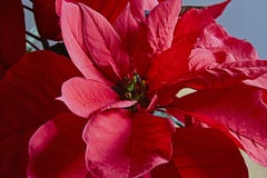 Poinsettia, Stockfotos Poinsettia, Stockfotos