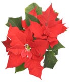 Poinsettia Stock Photos Poinsettia Stock Photos