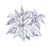 Poinsettia plant with leaves and bracts hand drawn with contour lines on white background. Elegant Christmas holiday stock illustration Poinsettia plant with leaves and bracts hand drawn with contour lines on white background. Elegant Christmas holiday stock illustration