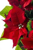 Poinsettie, euphorbia pulcherrima immagine stock libera da diritti Poinsettie, euphorbia pulcherrima immagine stock libera da diritti