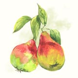 Poires sans couture d'aquarelle de modèle illustration libre de droits Poires sans couture d'aquarelle de modèle illustration libre de droits
