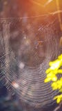 Spider on web, natural trap in forest. Poision spider on web, natural trap in forest Stock Images Spider on web, natural trap in forest. Poision spider on web, natural trap in forest Stock Images