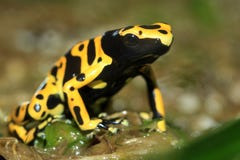Poison tropical frog macro portrait