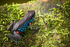 Poisonous dart frog Ameerega ingeri royalty free stock photo Poisonous dart frog Ameerega ingeri royalty free stock photo